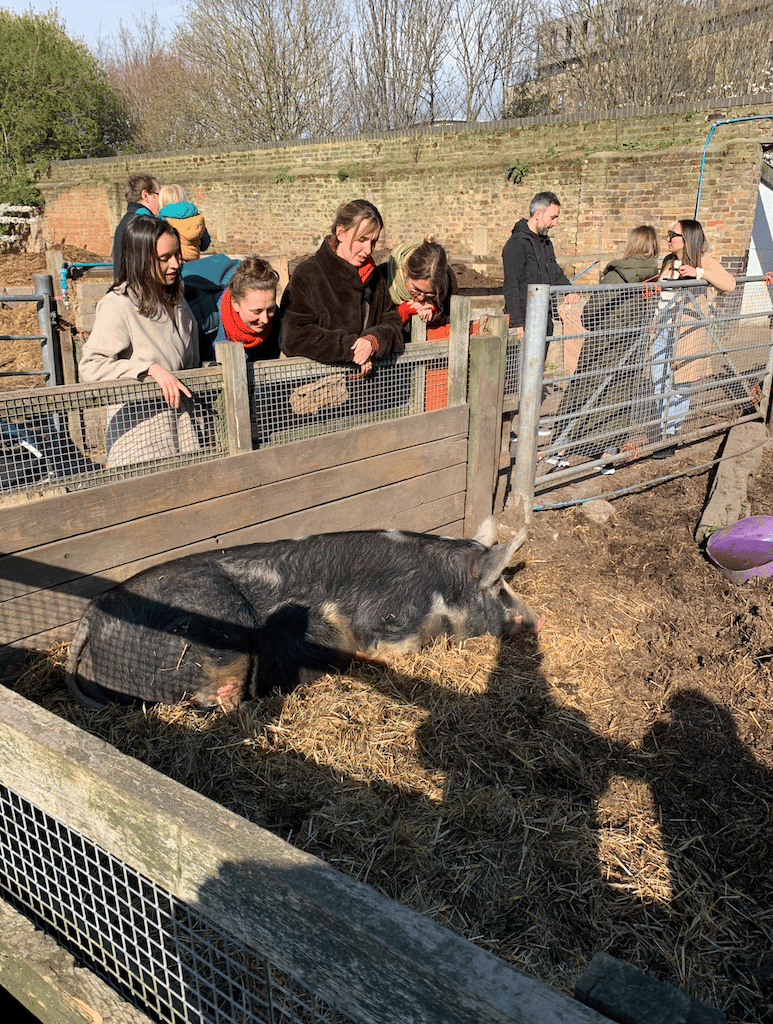 hackney city farm