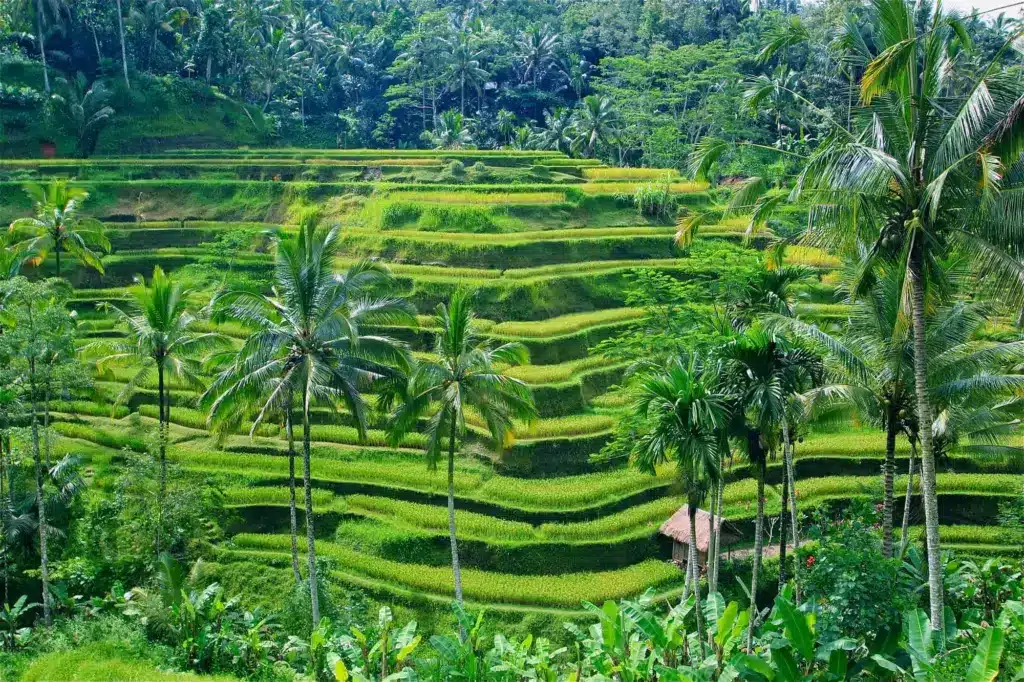 Ubud, best area to stay in Bali for yoga and nature lovers