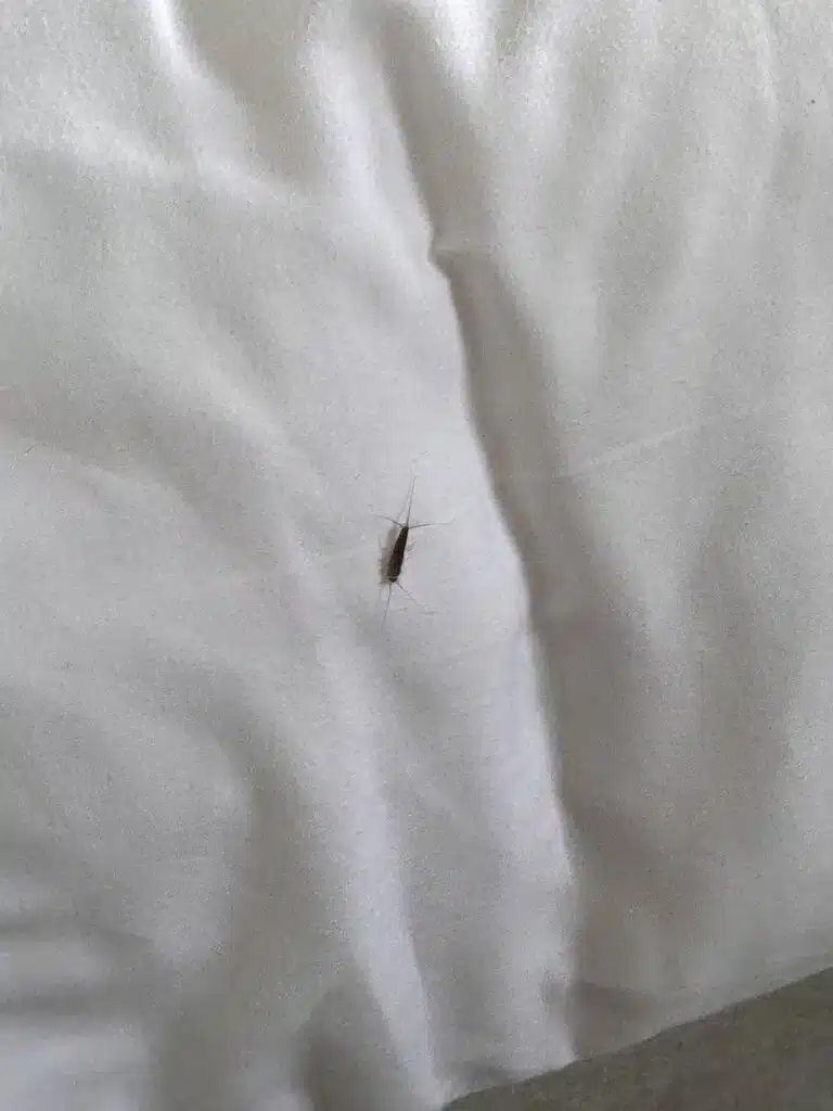 Review: Ystad Saltsjöbad - Is It Still Skåne's Best Spa Hotel? 🤔 23 Insect in the bed at the hotel