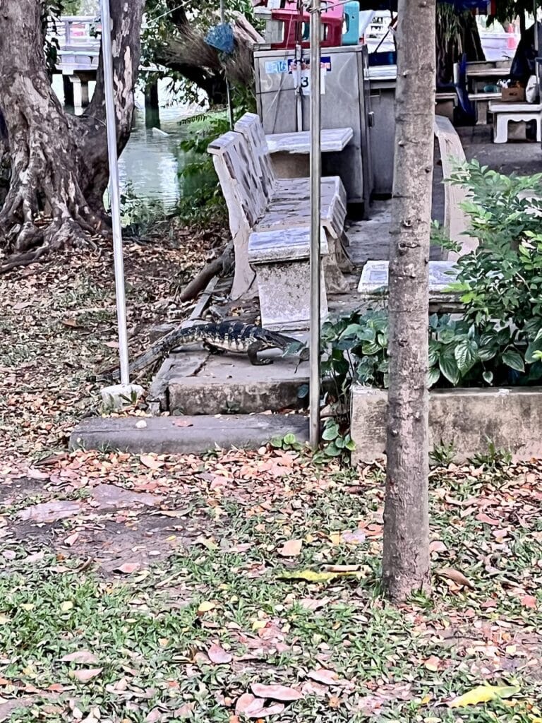 Monitor Lizard in Lumpini Park