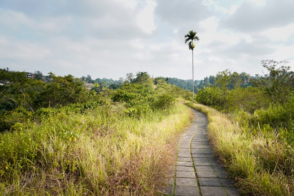 Campuhan Ridge Walk near Ubud in the morning sun