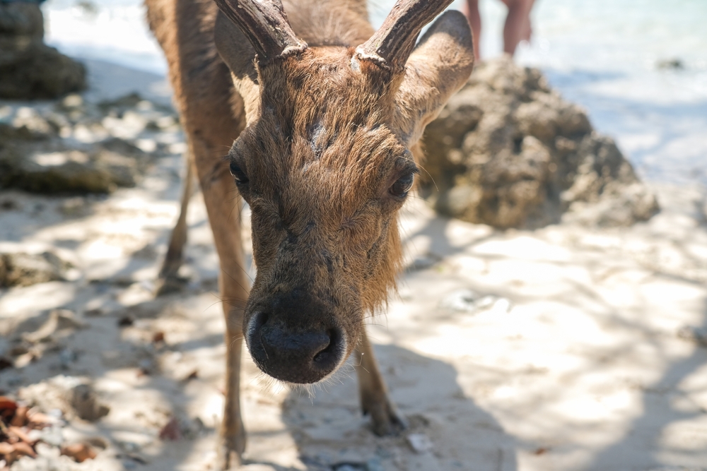 Deer on the beach on Menjangan Island
