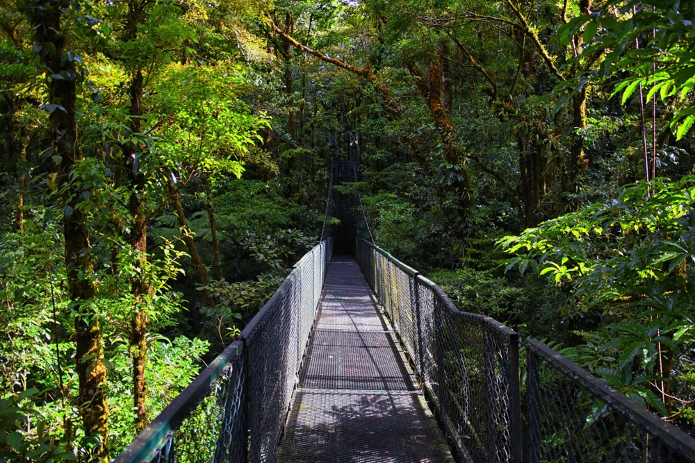 Hanging bridge among the treetops in the Monteverde cloud forest