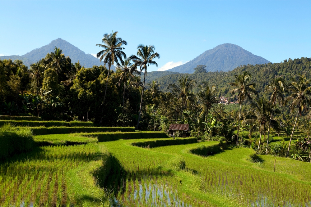 Jatiluwih Rice Terraces in Bali