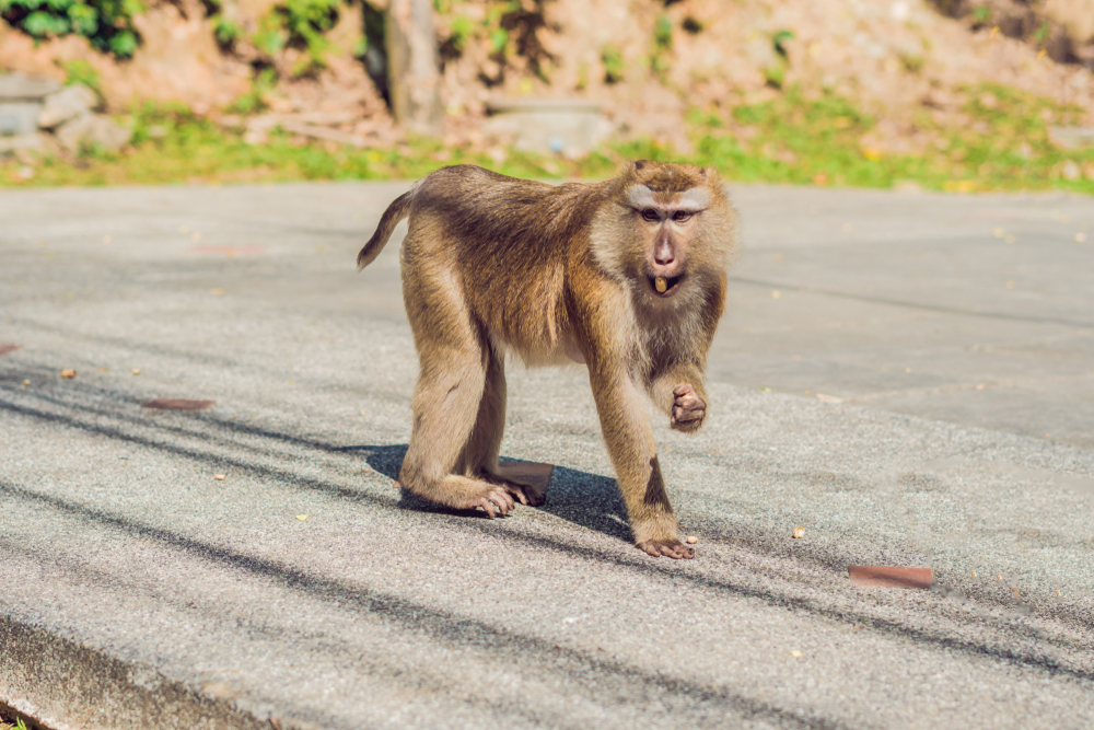 Macaques at the Khao Toh Sae viewpoint on Monkey Hill in Phuket