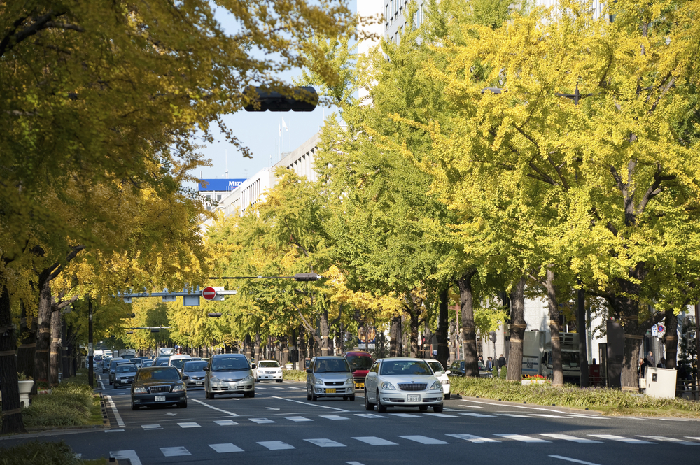 Midosuji boulevard in Osaka in autumn