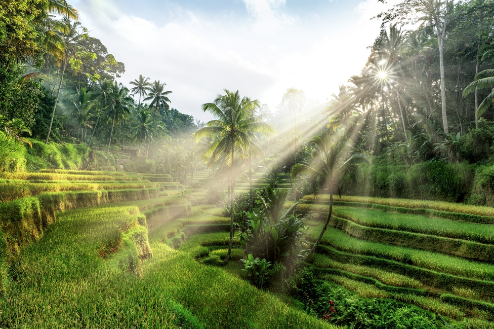 Tegalalang Rice Terraces near Ubud in the morning light