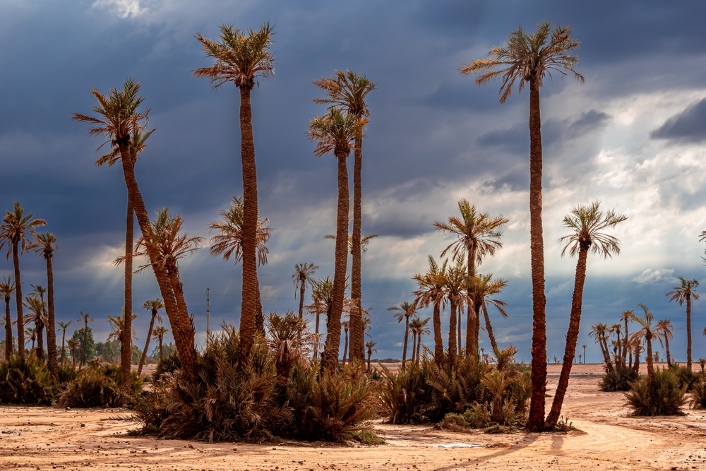 The Palmeraie palm grove outside Marrakech