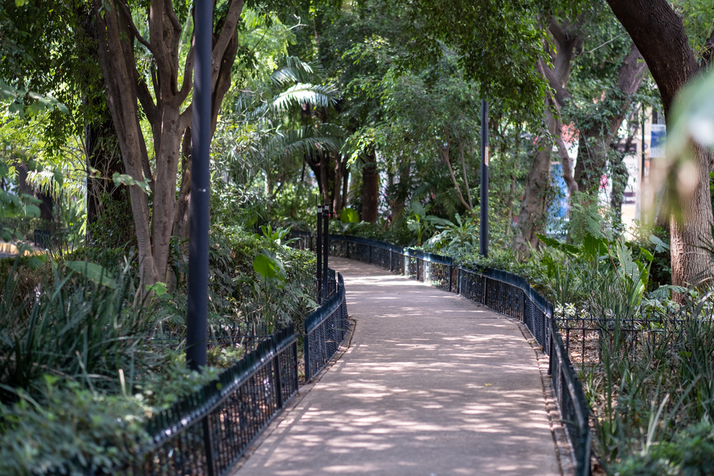The tree-lined central walkway on Avenida Ámsterdam in Condesa in Mexico City