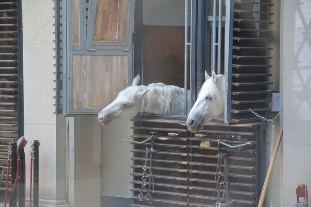 Two white Lipizzaner horses looking out of stable windows at the Spanish Riding School in Vienna