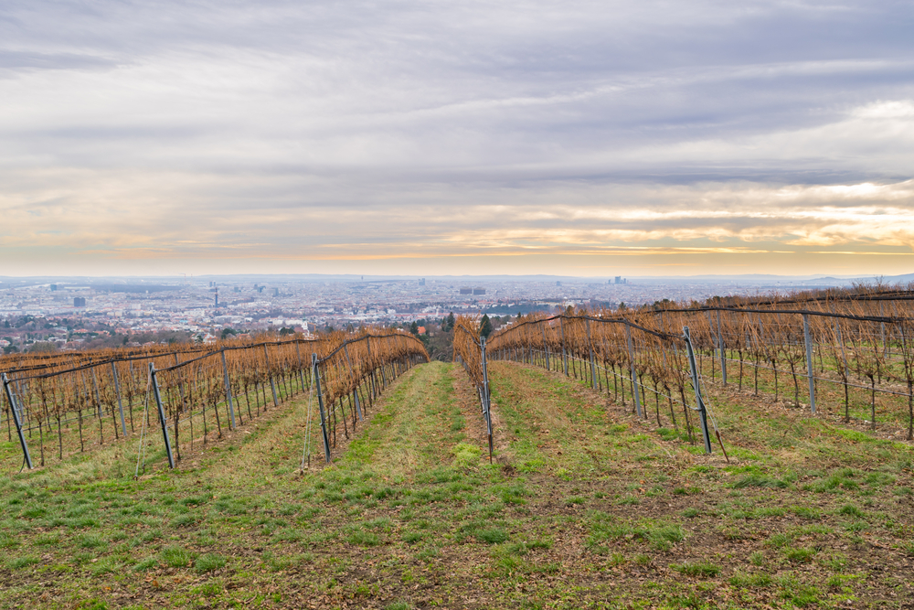 Views across the vineyards from Kahlenberg in Vienna