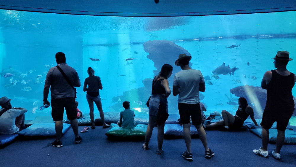 Visitors at one of the large tanks in Palma Aquarium