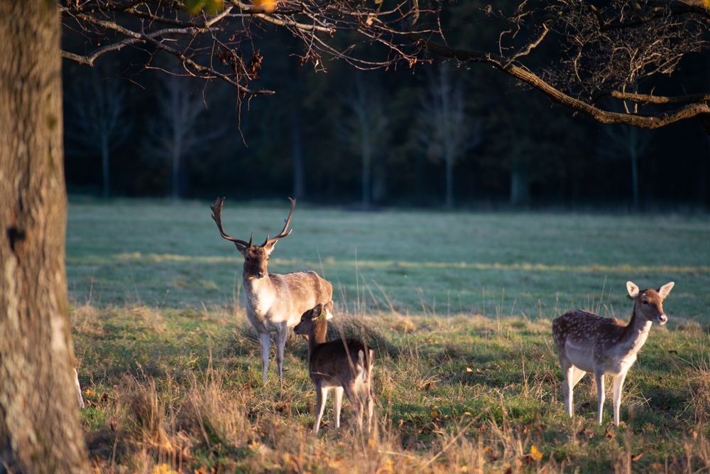 18 Best Things to Do in Dublin: Sights, Prices & Tips 31 Wild fallow deer in Phoenix Park in Dublin
