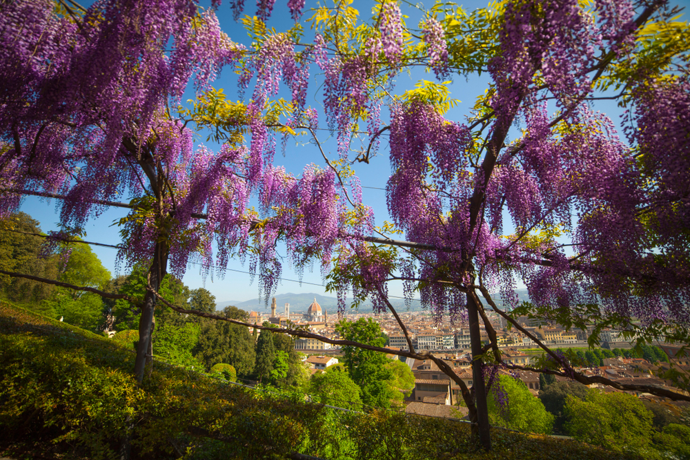 20 Best Things to Do in Florence: Sights, Prices & Tips 39 Wisteria in bloom in the Bardini Garden in Florence