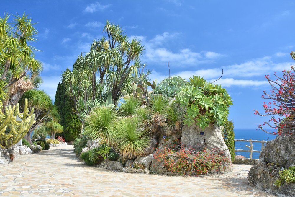 Cacti in the Jardin Exotique with views over Monaco