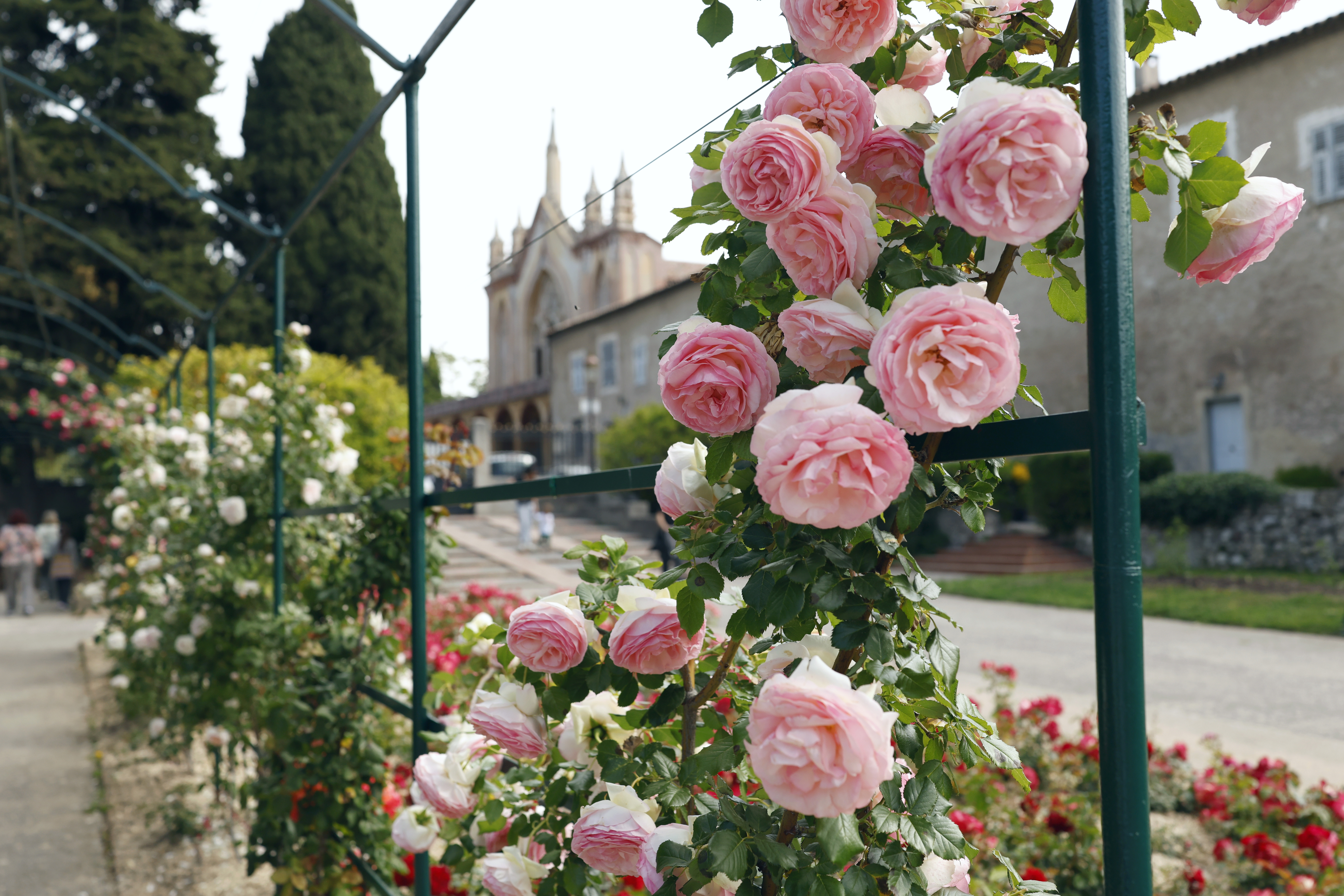 17 Best Things to Do in Nice: Sights, Prices & Tips 11 Roses and the monastery buildings in Cimiez in Nice