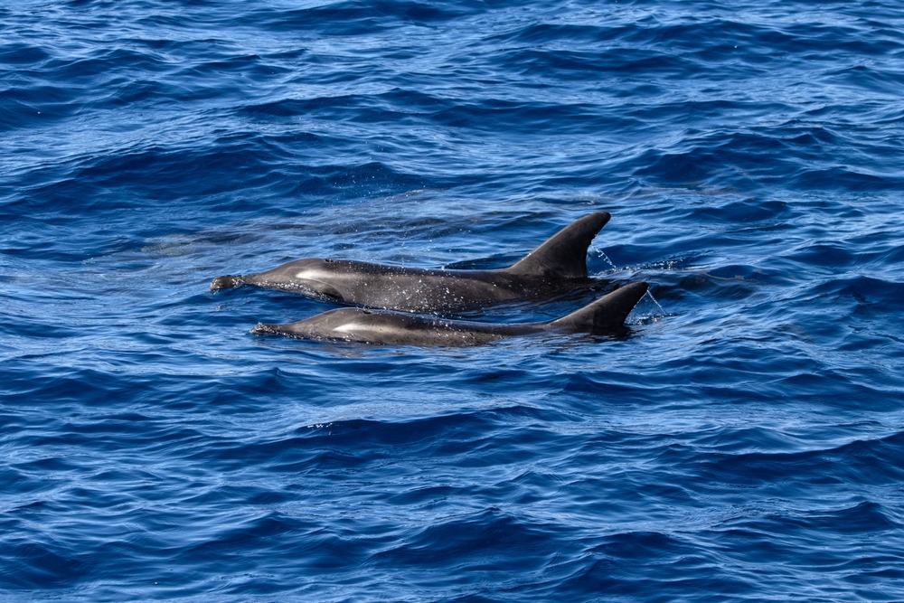 17 Best Things to Do in Gran Canaria: Sights, Prices & Tips 18 Two dolphins in the Atlantic Ocean off Gran Canaria