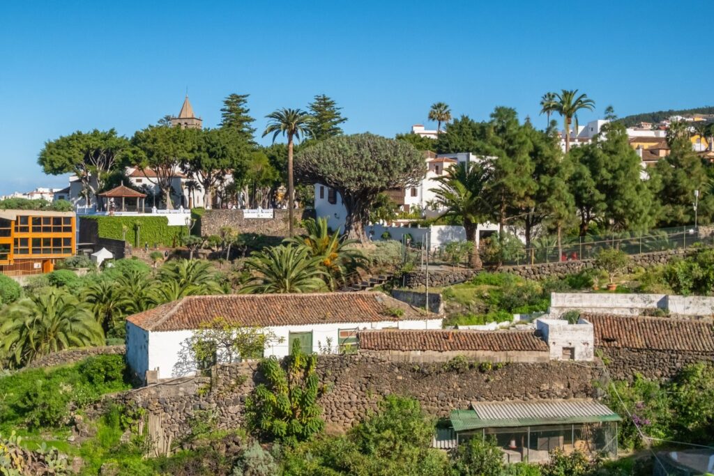 The Drago Milenario dragon tree in Icod de los Vinos with Teide behind