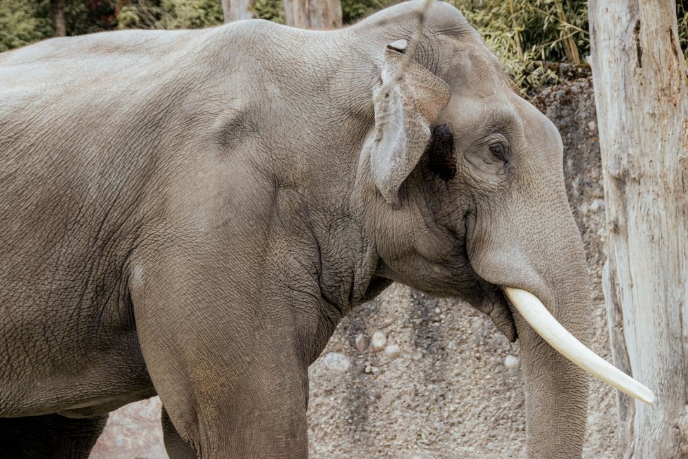 Elephant in the Kaeng Krachan Elephant Park at Zoo Zürich