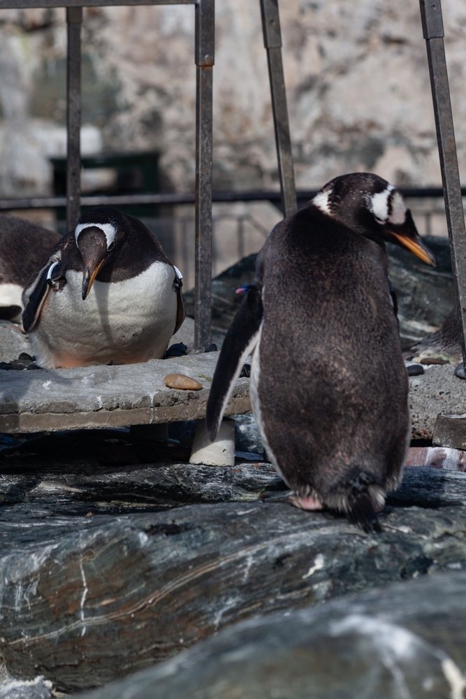 Gentoo penguins at the Bergen Aquarium