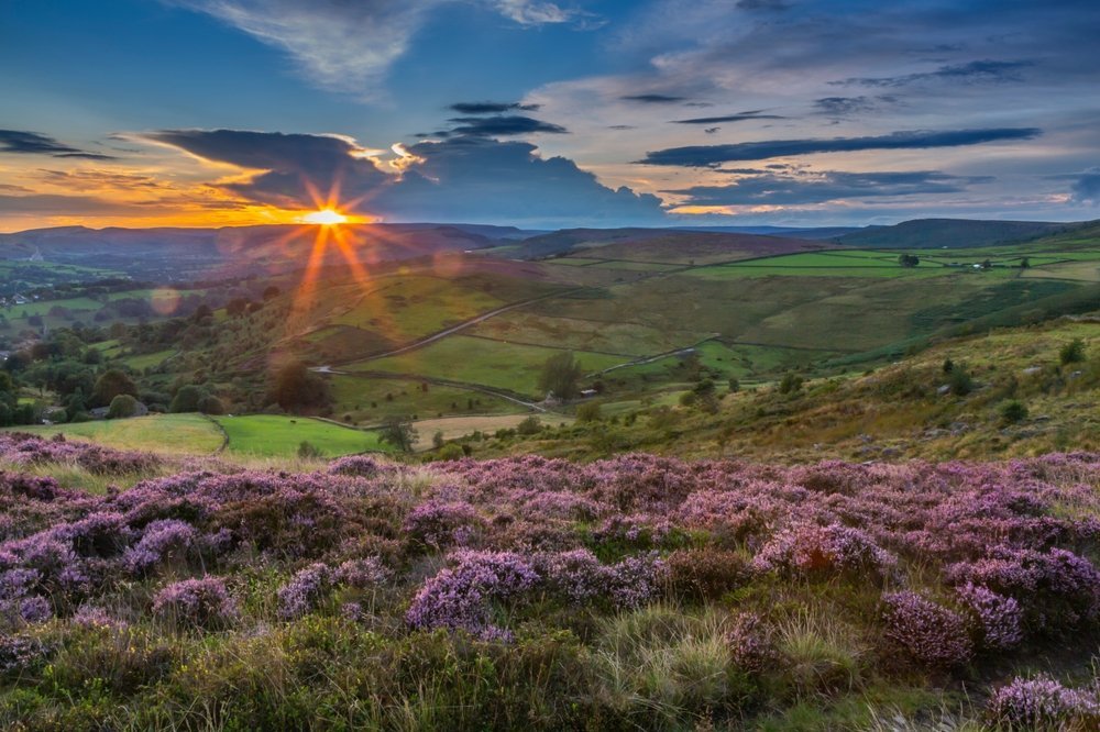 Heather in bloom on Stanage Edge with views over the Hope Valley near Hathersage