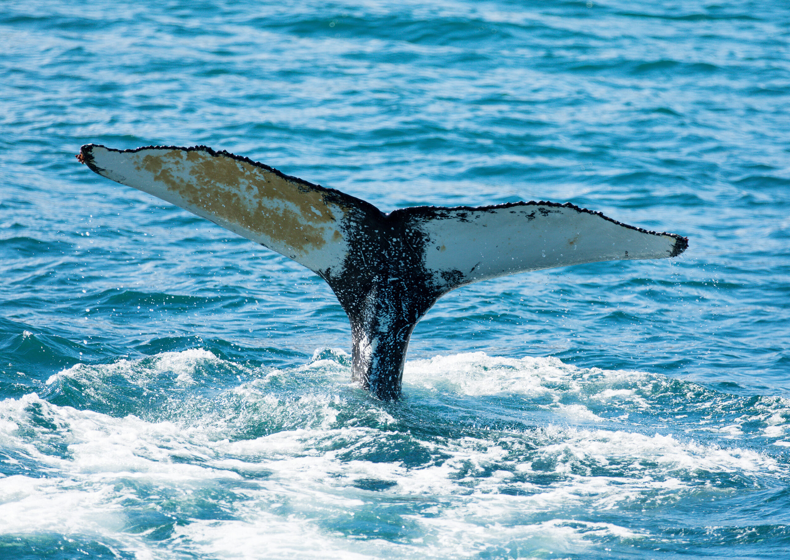 A humpback whale seen from a boat near Húsavík