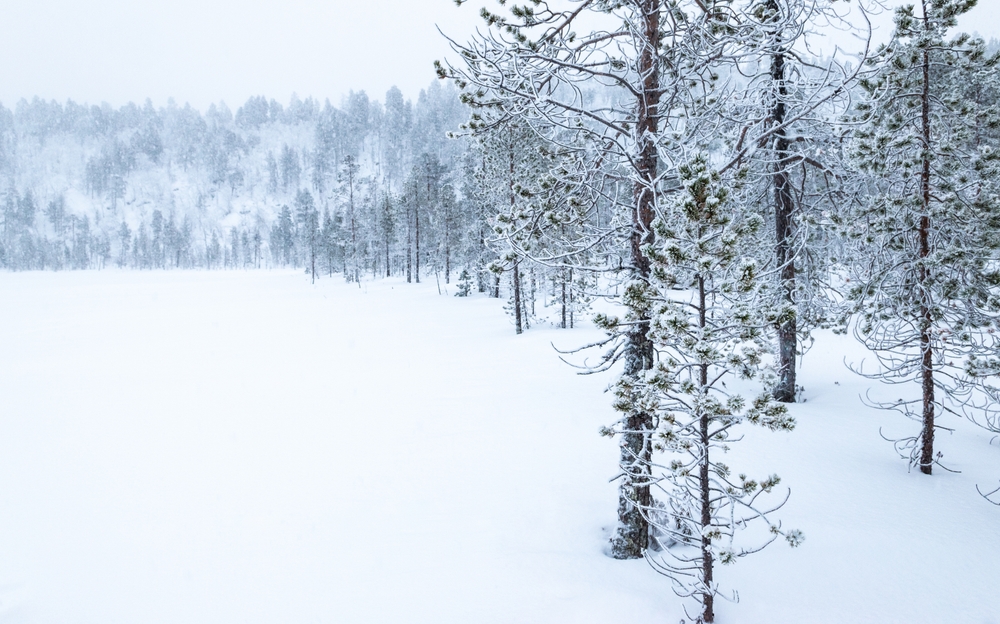 Snow-covered trees by Lake Inarijärvi near Inari in winter