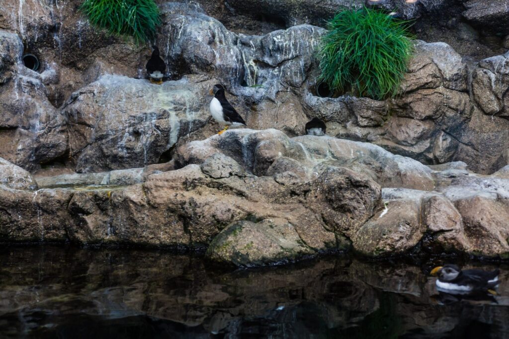 Penguins at Loro Parque in Tenerife