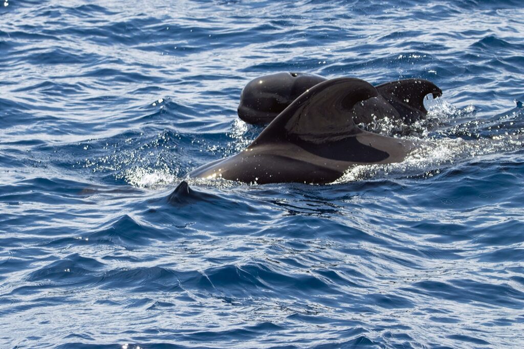 Pilot whales with young off Tenerife