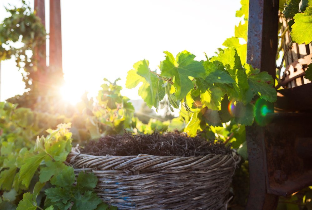 vines woven into basket shapes (kouloures) in a vineyard