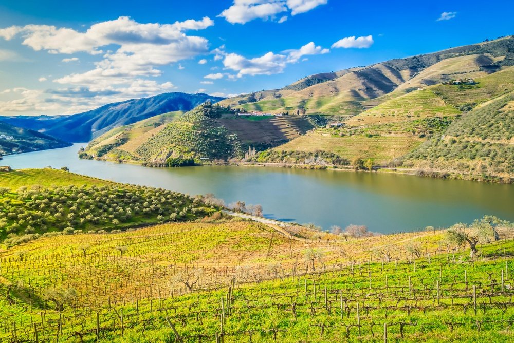 Vineyard terraces along the river in the Douro Valley in Portugal