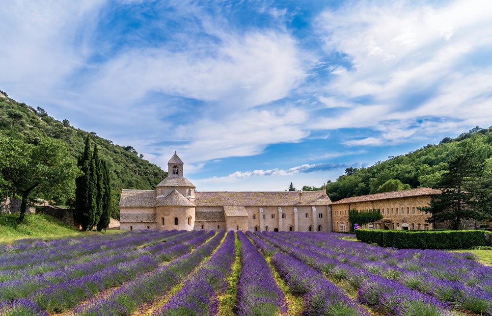 Lavender fields in bloom by the historic Sénanque Abbey in Provence